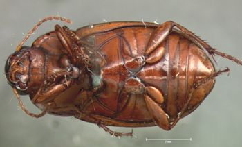 Media type: image;   Entomology 668 Aspect: habitus ventral view